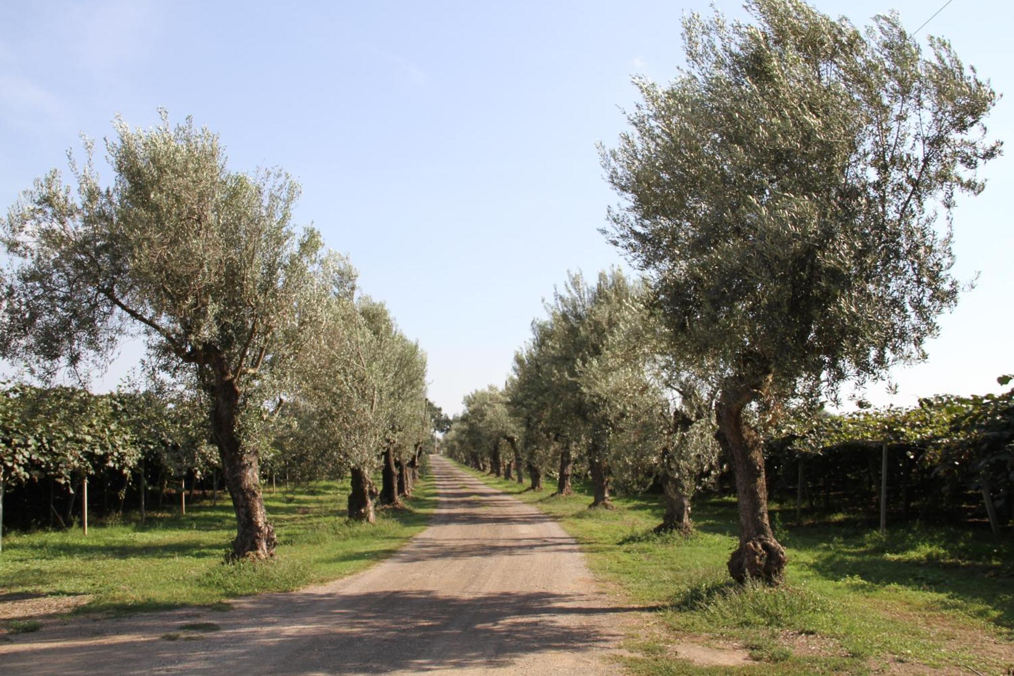 Agriturismo Ali E Radici Cisterna di Latina Exteriör bild